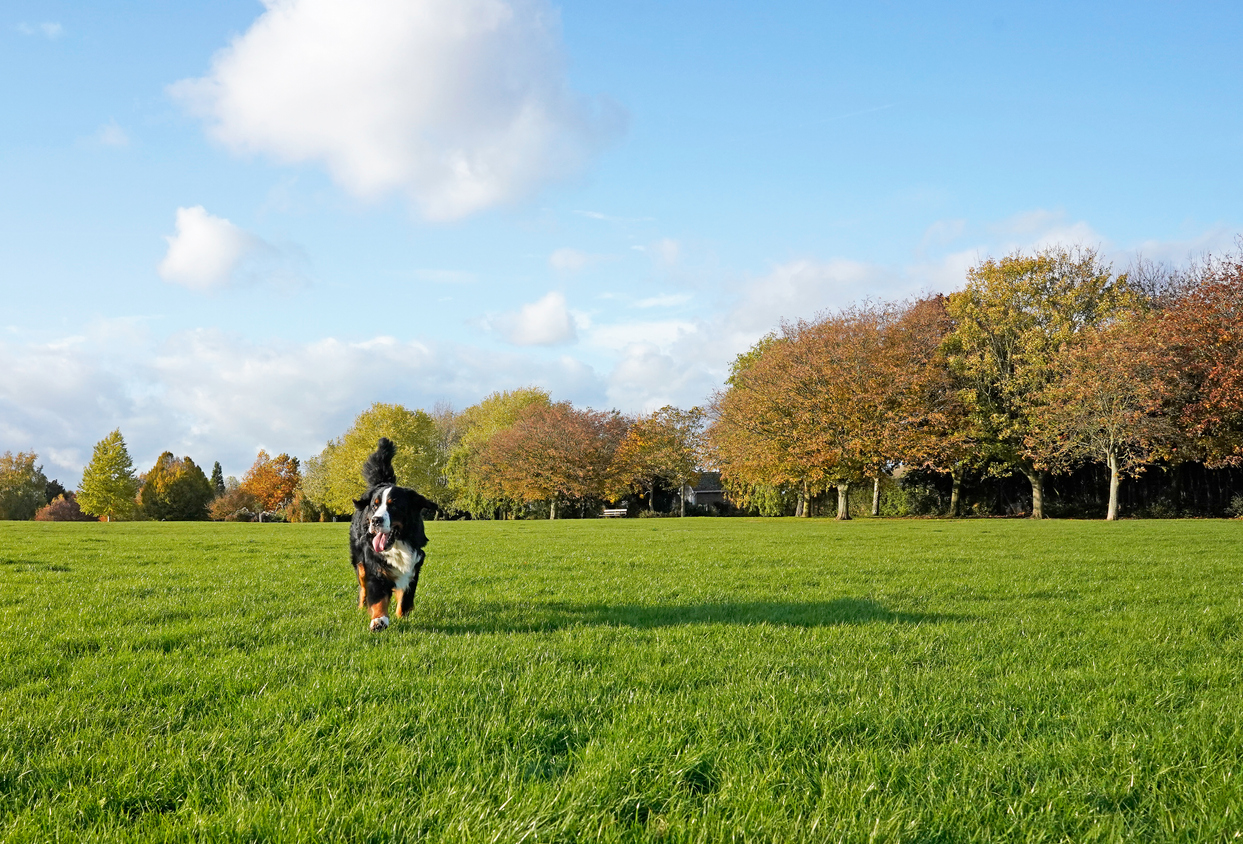 Dog in Field